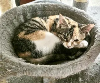 Pixel