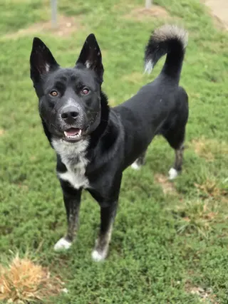 Axel