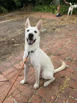 GURU