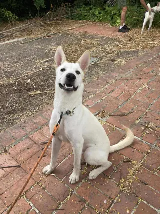 GURU