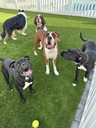 Magneto AKA Cash *BONDED* with Mystique AKA Cali