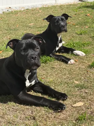 Magneto AKA Cash *BONDED* with Mystique AKA Cali