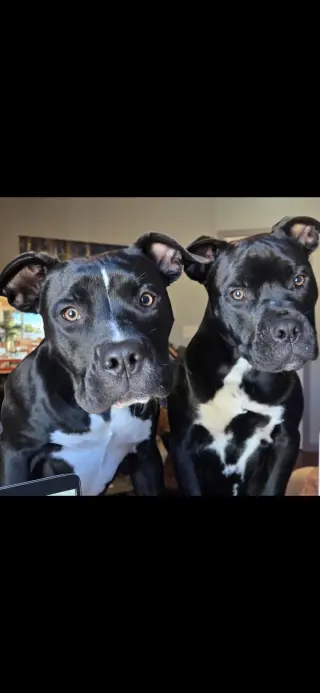 Magneto AKA Cash *BONDED* with Mystique AKA Cali