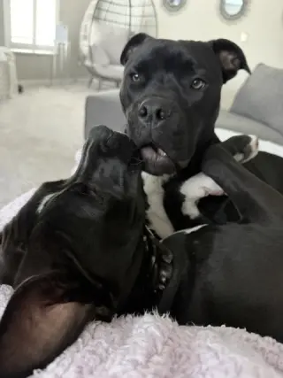 Magneto AKA Cash *BONDED* with Mystique AKA Cali