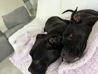 Magneto AKA Cash *BONDED* with Mystique AKA Cali