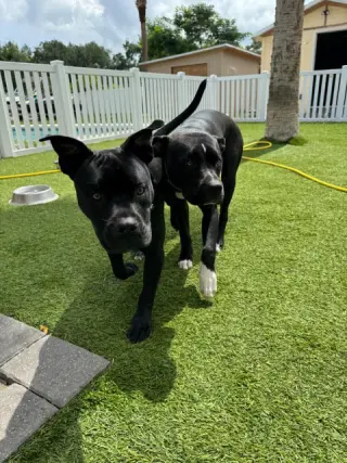 Mystique AKA Cali *BONDED* with Magneto AKA Cash