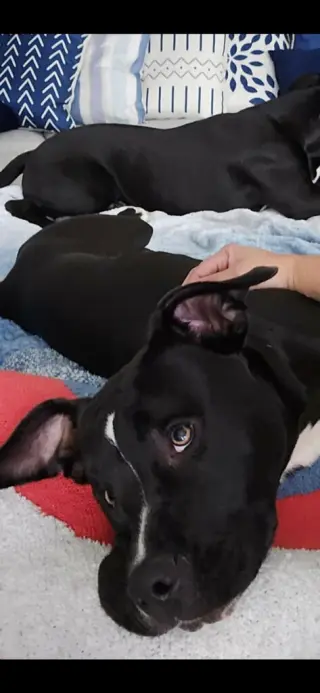 Mystique AKA Cali *BONDED* with Magneto AKA Cash