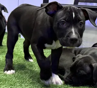 Mystique AKA Cali *BONDED* with Magneto AKA Cash