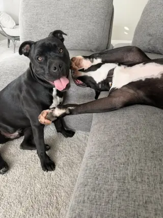 Mystique AKA Cali *BONDED* with Magneto AKA Cash