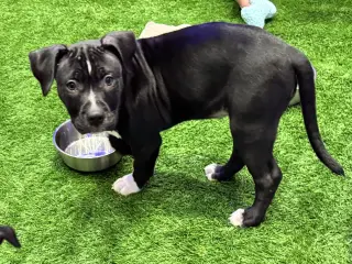 Mystique AKA Cali *BONDED* with Magneto AKA Cash
