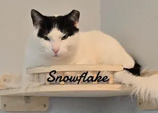 Snowflake