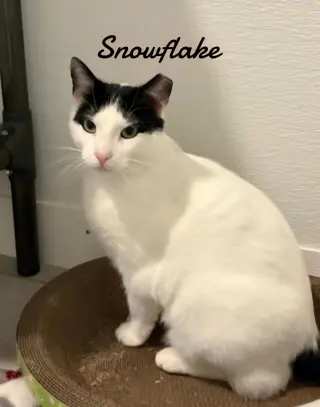 Snowflake