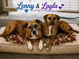 Lenny - ADOPT ME WITH LAYLA!!