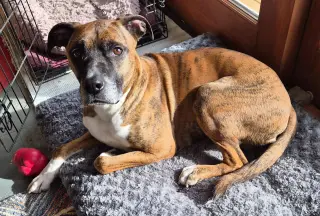 Lenny - ADOPT ME WITH LAYLA!!