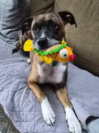Lenny - ADOPT ME WITH LAYLA!!