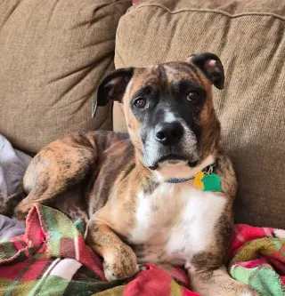 Lenny - ADOPT ME WITH LAYLA!!