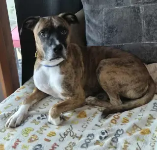 Lenny - ADOPT ME WITH LAYLA!!