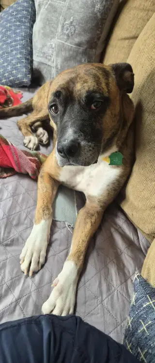 Lenny - ADOPT ME WITH LAYLA!!