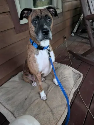 Lenny - ADOPT ME WITH LAYLA!!