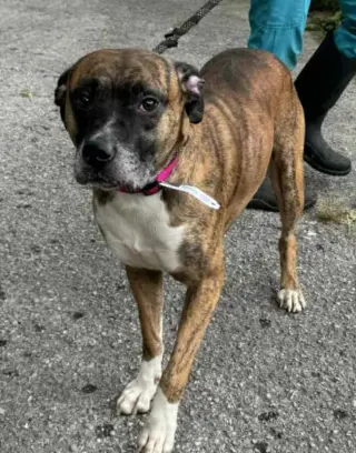 Lenny - ADOPT ME WITH LAYLA!!