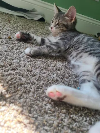 Titus