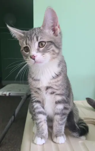 Titus
