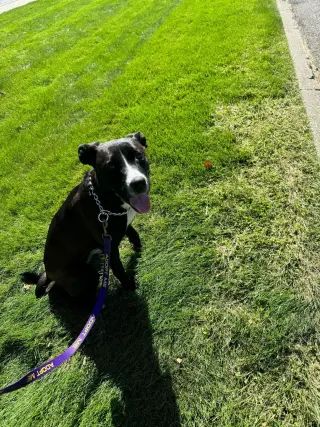Finley