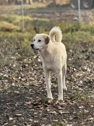 Heidi
