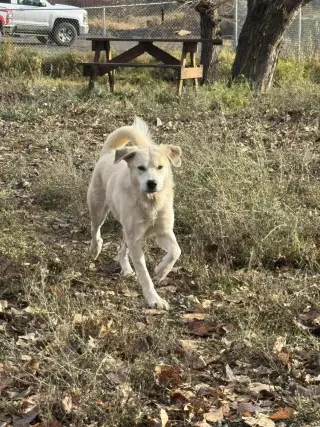 Heidi
