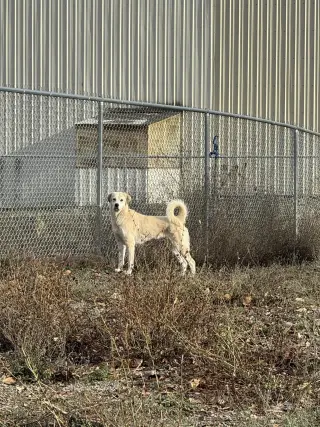 Heidi