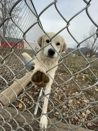 Heidi