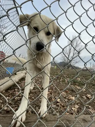 Heidi