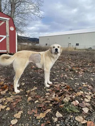 Clementine