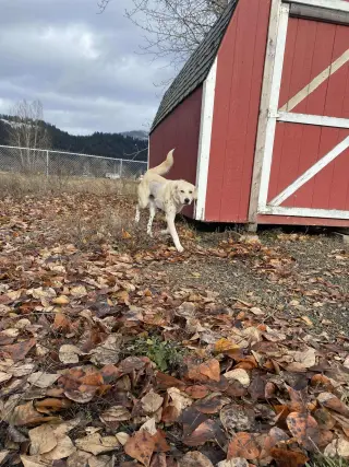 Clementine
