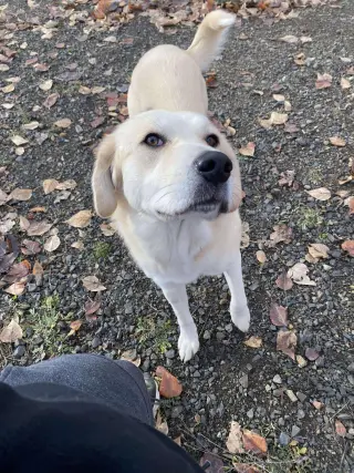 Clementine