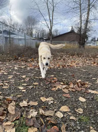 Clementine