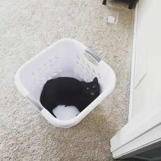 Dizzy