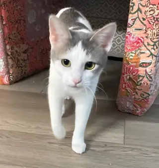 Alice