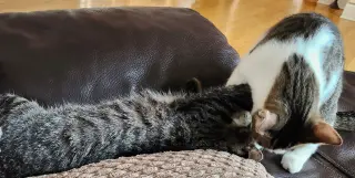 Yukio