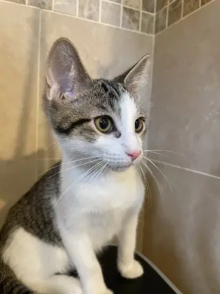 Yukio