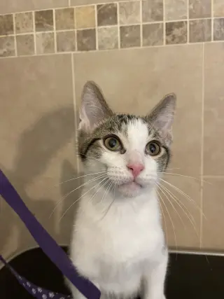 Yukio