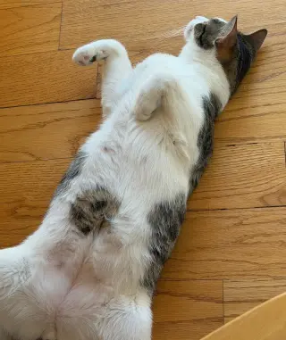 Yukio