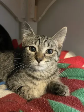 Nyx