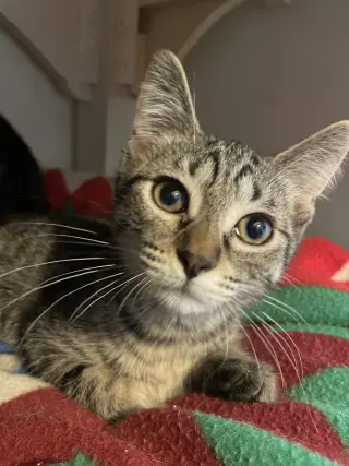Nyx