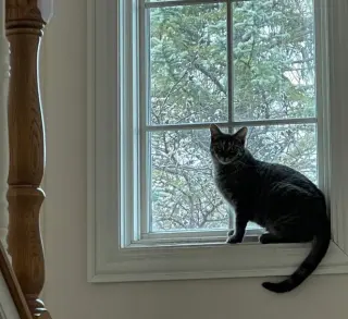 Nyx