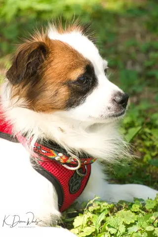 Truman
