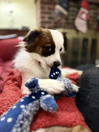 Truman
