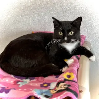 Sauki