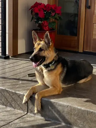 Josie C.
