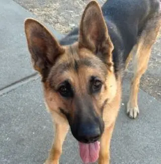 Josie C.